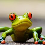 frog, nature, fun, figure, cute, animal, green, frog eyes, lurk