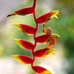 heliconia, lobster claws, flora, amphibian, frog, nature, animal, wildlife, nature, nature, nature, nature, nature