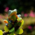 flying frog, frog, animal, amphibian, wildlife, green, nature, fauna, closeup